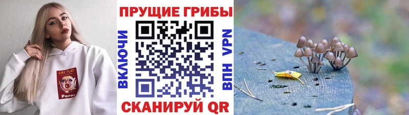 Псилоцибиновые грибы Psilocybine cubensis  Ленск 